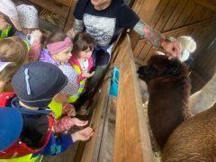 większy obrazek nr 7