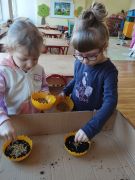 ilustracja do wpisu 
Zasiali górale owies...