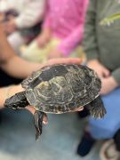 większy obrazek nr 18