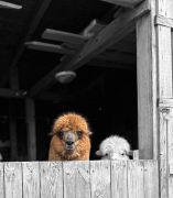 większy obrazek nr 13