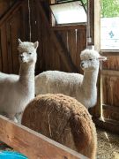 większy obrazek nr 17