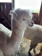 większy obrazek nr 24