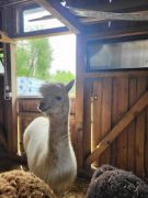 większy obrazek nr 61