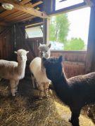 większy obrazek nr 71