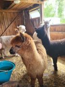 większy obrazek nr 73