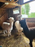 większy obrazek nr 76