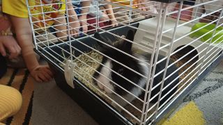 większy obrazek nr 15