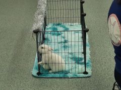 większy obrazek nr 17