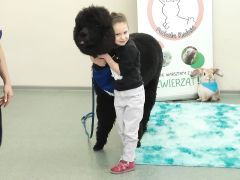 większy obrazek nr 62