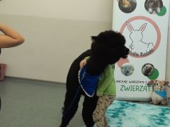 większy obrazek nr 66