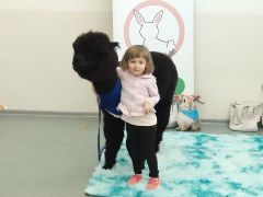 większy obrazek nr 69