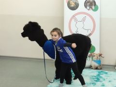 większy obrazek nr 71