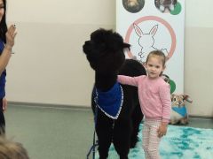 większy obrazek nr 76