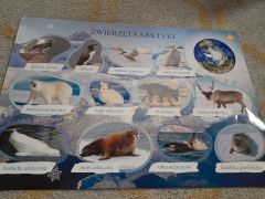 większy obrazek nr 7