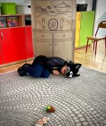 większy obrazek nr 13