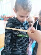 ilustracja do wpisu 
Wizyta Modliszki Mani