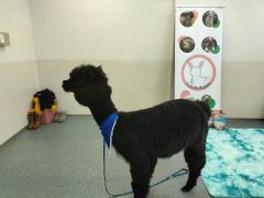 większy obrazek nr 43