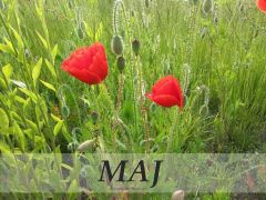 ilustracja do wpisu 
Tematyka tygodniowa na miesiąc maj