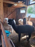 większy obrazek nr 22