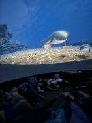 większy obrazek nr 49